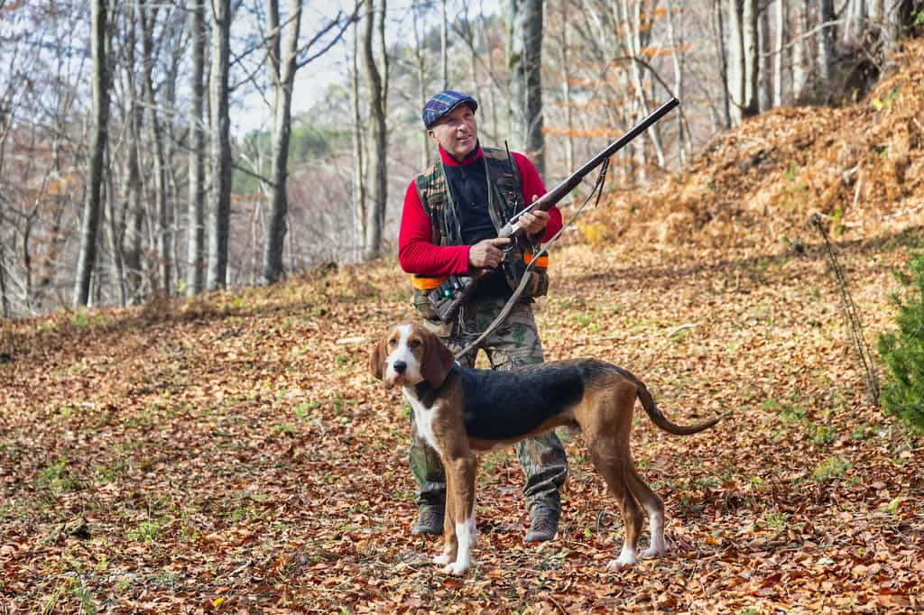 Quel est le meilleur chien de chasse